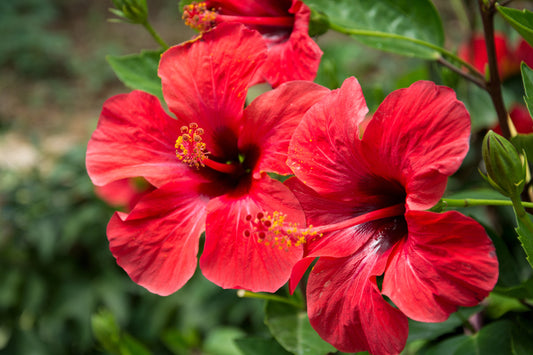 Hibiscus Benefits: The Impressive Benefits of Hibiscus For Your Skin