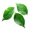 Dewy Greens