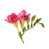 Freesia