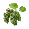 Green Lilac
