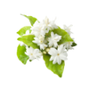 Jasmine