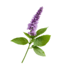 Patchouli