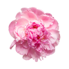 Peony