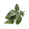 Sage