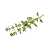 Thyme