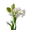 Tuberose