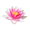 Water Lotus