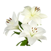 White Flowers
