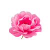 Tea Rose